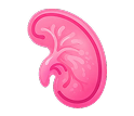 Beef Kidney