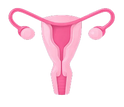 Beef Uterus